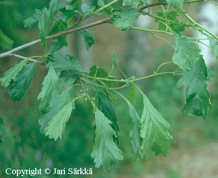 Alnus glutinosa f. quercifolia